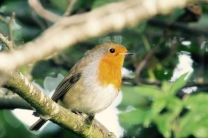 The robins are back